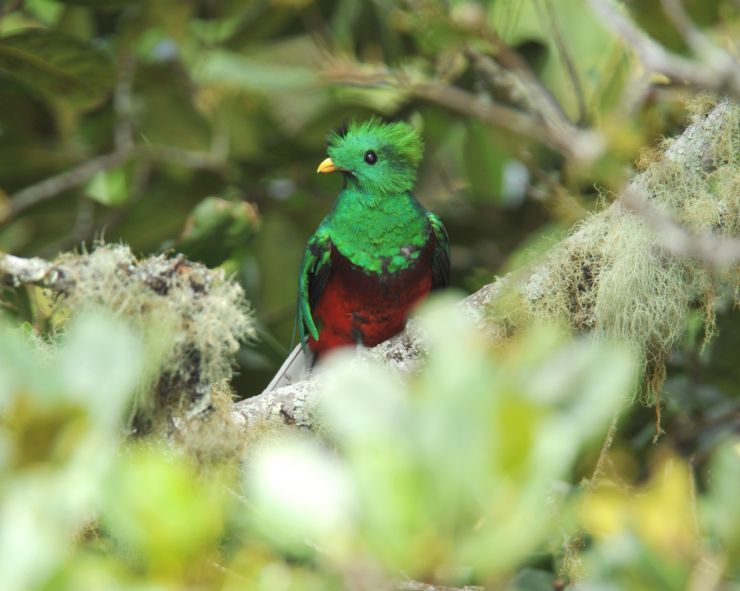 Quetzal spotted in las Tablas Protected Zone