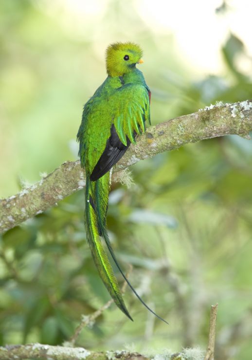 Colorful Quetzal in the forest of Savegre