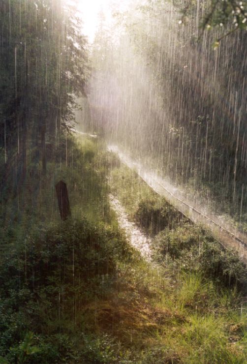 A Downpour of Rain at the Monteverde Cloud Forest Reserve