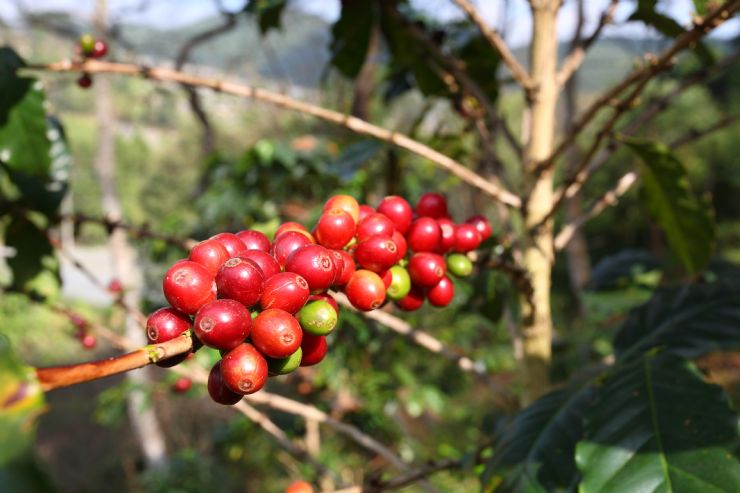 Red Coffee Beans in Naranjo