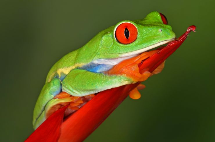 Red Eye Tree Frog - One of my many cousins in the Gandoca - Manzanillo National Wildlife Refuge