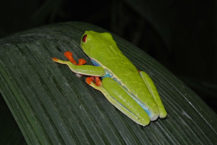 Beautiful Red Eye Tree Frog