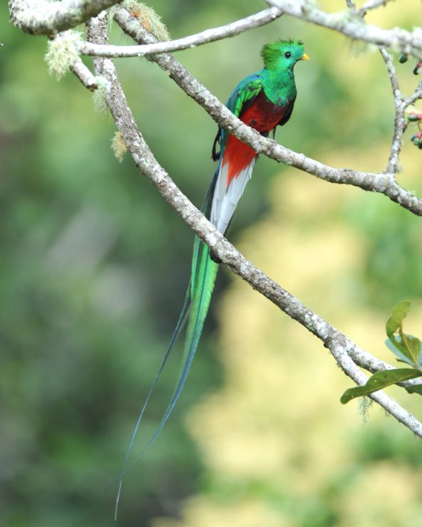 Resplendent Quetzal in Los Quetzales National Park