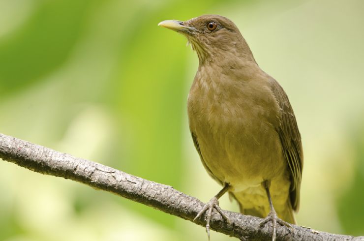 Costa Ricas national bird, Clay-colored Thrush