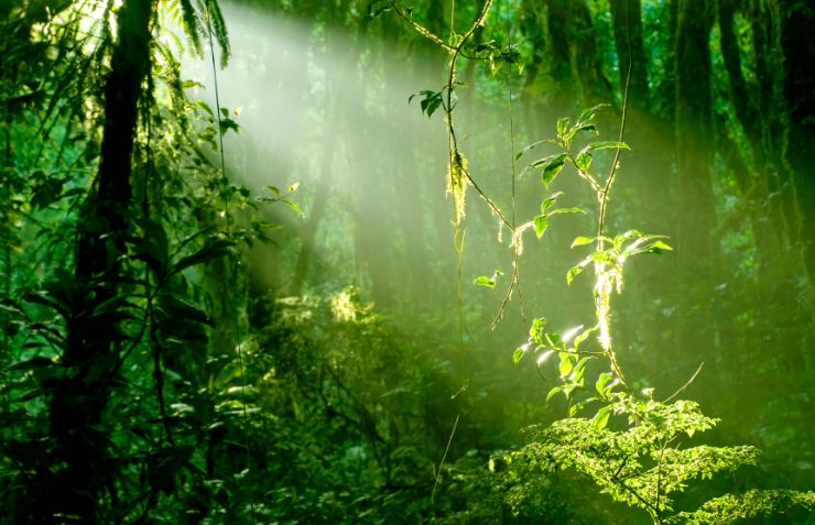 Morning light in Santa Elena Cloud Forest Reserve