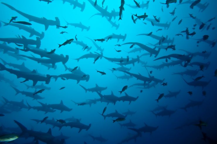 Large school of hammerhead sharks at Coco Island