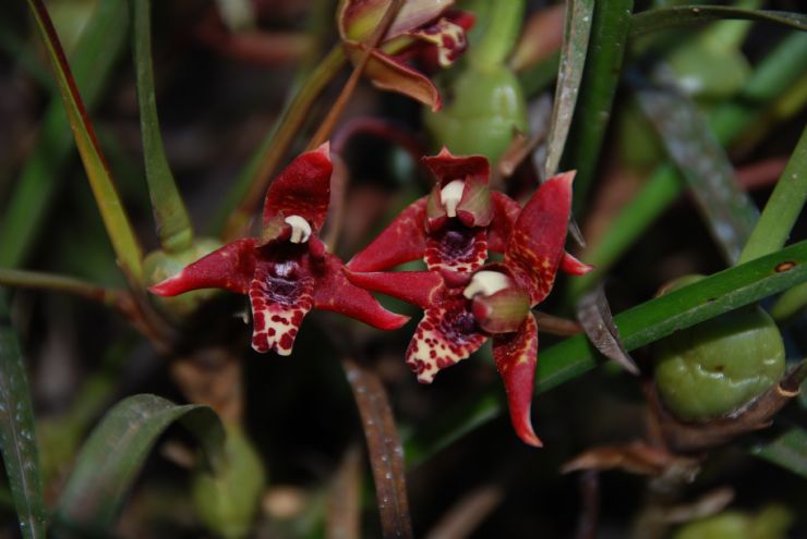 Red orquids in Vara Blanca