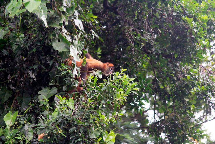 Jumping Spider Monkey