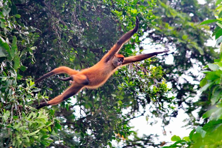 Spider monkey jumping over Tortuguero canals