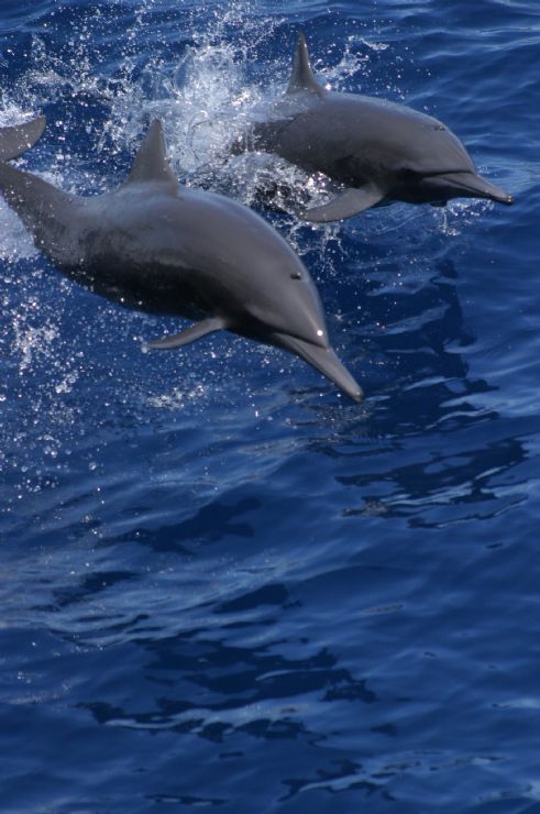 Spinner Dolphins near Tortuga Island