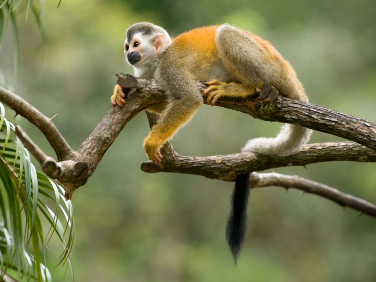 Squirrel Monkey relaxing in tree