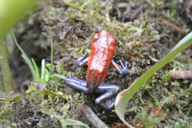 Blue Jeans poison frog in La Paz Waterfall Garden