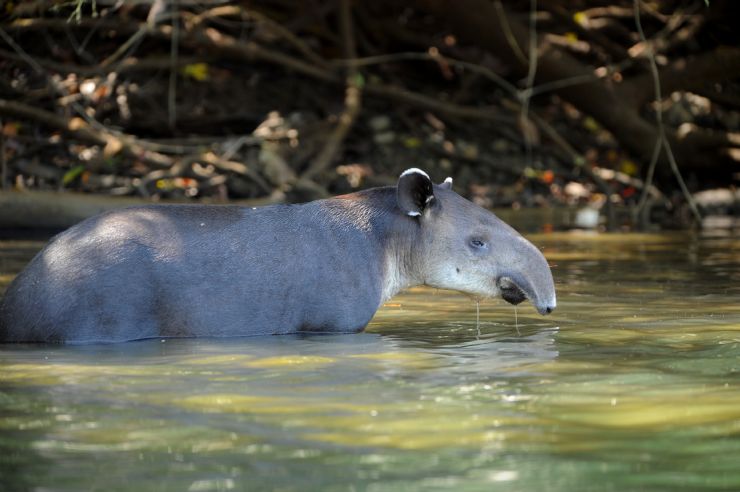 Adult Male Tapir in Corcovado National Park