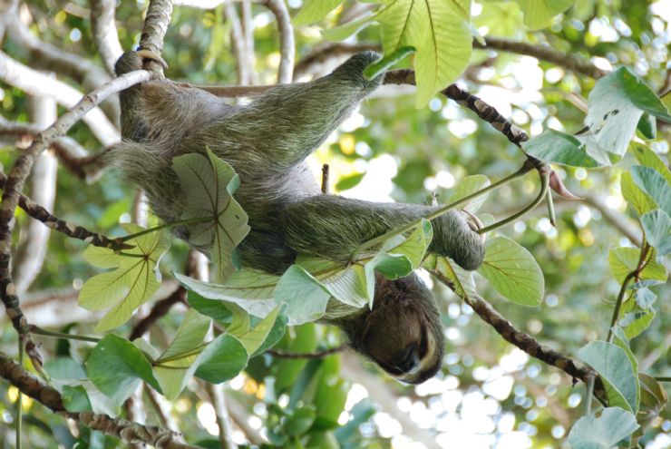 Three Toed Sloth in Tree