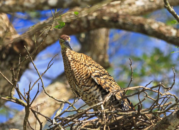 palo verde national park costa rica city guide go visit costa rica