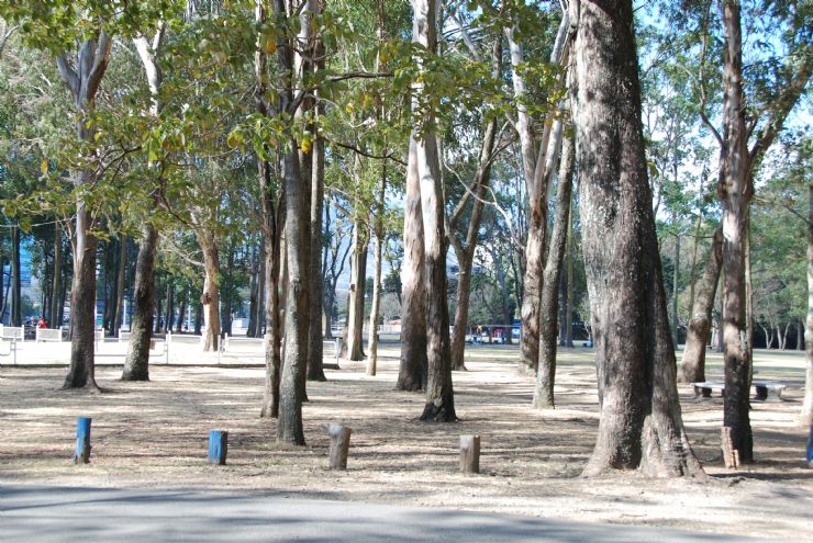 Big trees in La Sabana Park