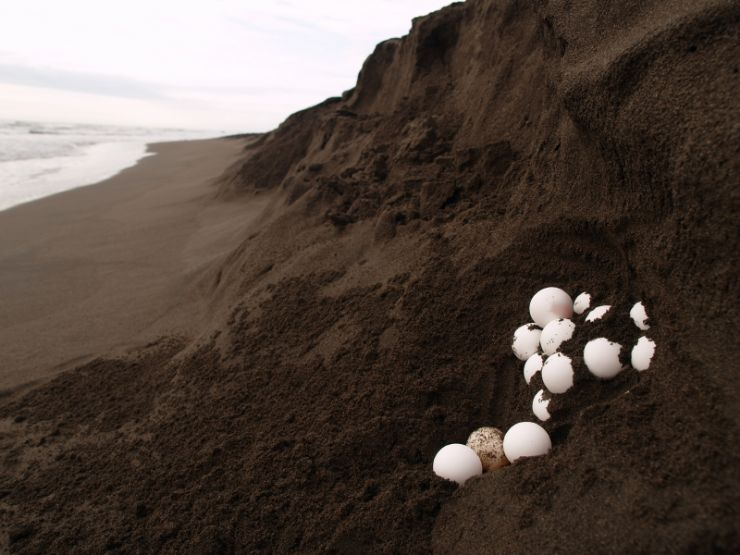 Marine Turtle eggs on the beach at Tortuguero