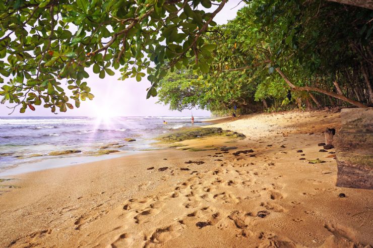 Under a wild almond tree at Manzanillo beach on the Caribbean of Costa Rica