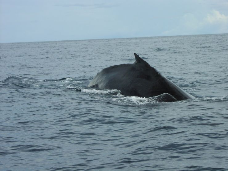 Whale Watching in Drake Bay