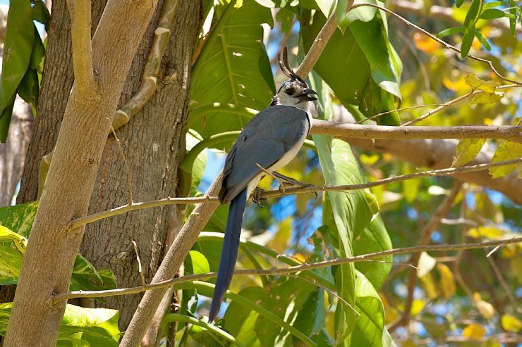 White­-Throated Magpie­-Jay in tree in Santa Rosa National Park