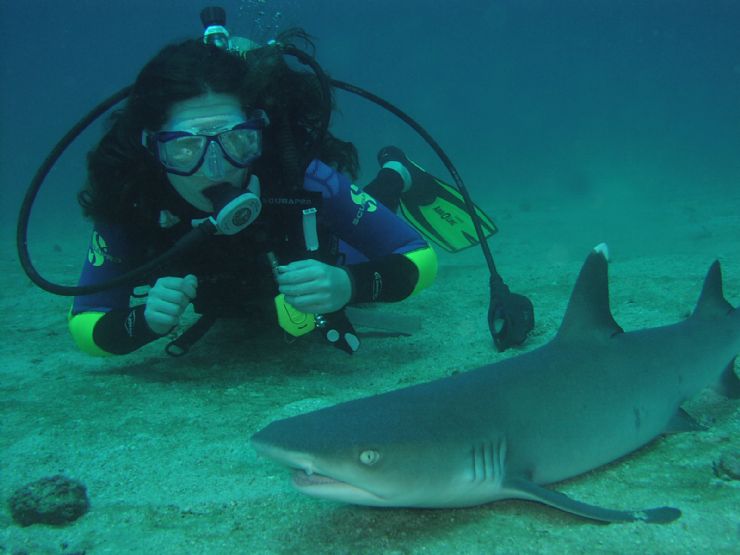 With a White Tip Reef shark