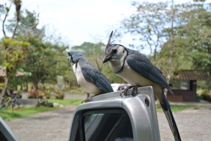 Curious WhiteThroated Magpie Jays visiting tourists for food at Arenal Volcano National Park