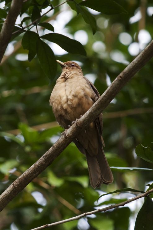 The famous Yigüirro (Clay-colored Thrush), Costa Rica's national bird