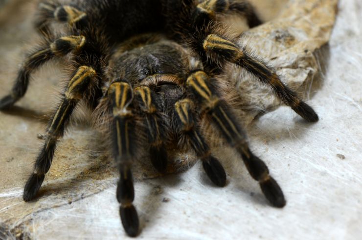 Zebra Tarantula in Palo Verde National Park