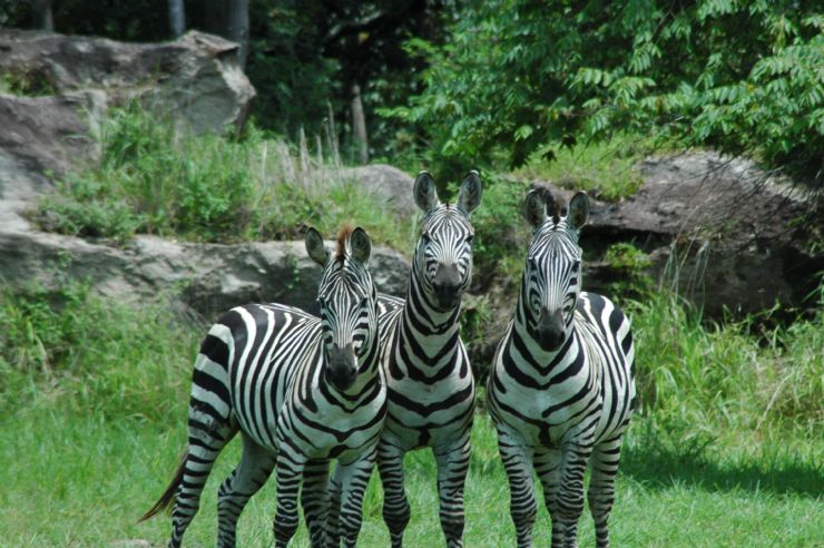 Three zebras at Africa Mia