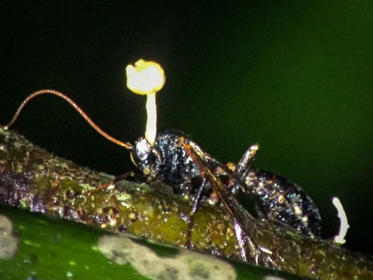 Zombie Fungus takes over wasps body to control its mind, tells it to climb to the highest point it can in the forest, then kills its host to sprout its fungus so the wind spread its spores to another victim.