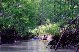 The best way to see the mangroves is on a kayak in Piedras Blancas National Park