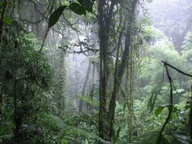 Cloud Forest at Villa Blanca