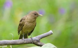 Clay-colored Thrush, the national bird, in La Garita