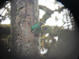 Female quetzal at Monteverde Reserve