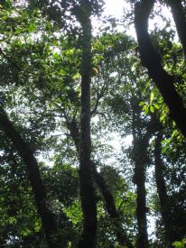 Monteverde Cloud Forest Biological Reserve