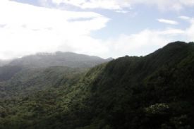 Looking over the canopy of Monteverde Cloudforest Reserve