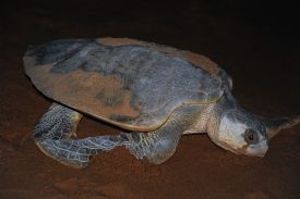 Olive Ridley turtle in Tortuguero National Park