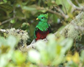 Quetzal in the forest in San Gerado de Dota