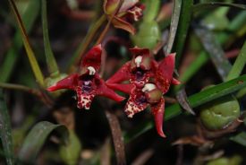 Red orquids in Vara Blanca, La Paz Waterfall Gardens