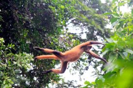 Spider Monkey Jumping Sequence 3