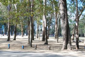 Big trees in La Sabana Park, home of El Yigüirro