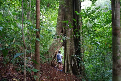Rainforest hike in Matapalo next to a Strangler Fig Tree