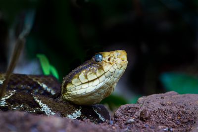 Top 10 Deadliest Animals in Costa Rica - Javi's Travel Blog - Go Visit  Costa Rica