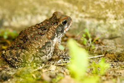 Costa Rica S Biggest Amphibian The Giant Toad Go Visit Costa Rica Costa Rica S Biggest Amphibian The Giant Toad Go Visit Costa Rica