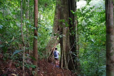 Qual é a diferença entre woods e forest e jungle ?