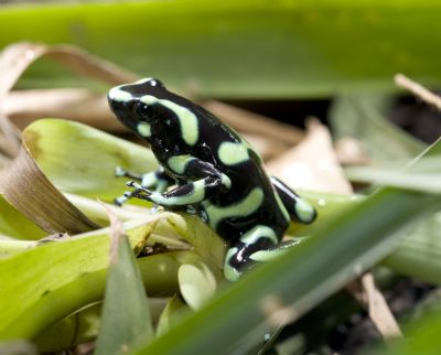 Strawberry Poison Dart Frog Facts The poison dart frog is a species of ...