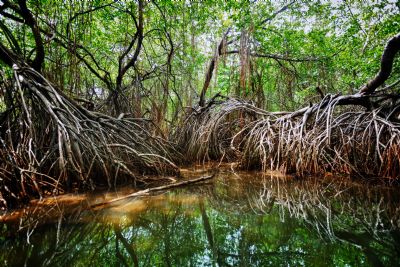 mangroves-costa-rica mangroves-costa-rica