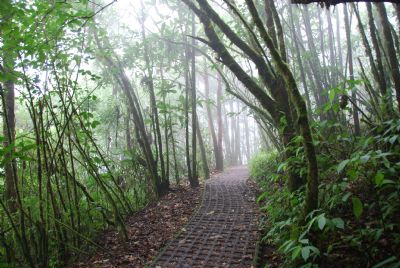 Beautiful Hiking Trails In Selvatura Park In The Heart Of Monteverde Beautiful Hiking Trails In Selvatura Park In The Heart Of Monteverde