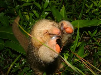 Find the world's smallest anteater in Costa Rica's canopies - Javi's Travel  Blog - Go Visit Costa Rica