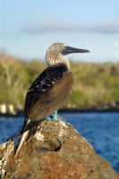 Blue Footed Boobie at Playa Bahia Ballena